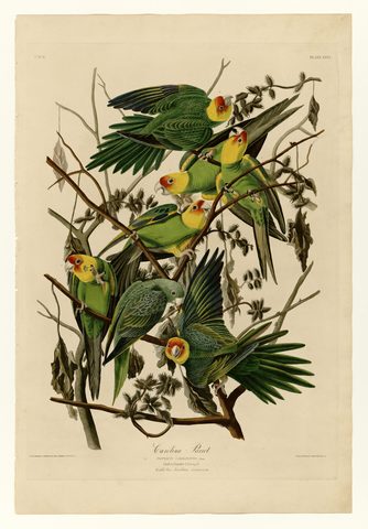 Carolina Parrot by John James Audubon, 1827–1838, framed print