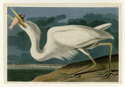 Great White Heron (Plate 281) by John James Audubon, 1827–1838, framed print