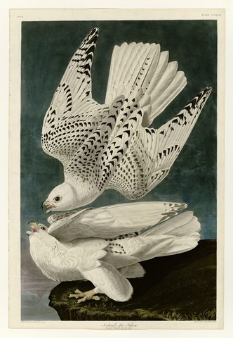 Iceland or Jer Falcon (Plate 366) by John James Audubon, 1827–1838, framed print