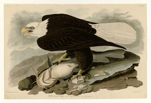 White-headed Eagle (Plate 31) by John James Audubon, 1827–1838, framed print