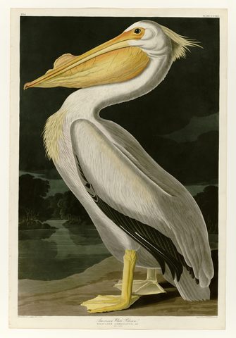 American White Pelican (Plate 311) by John James Audubon, 1827–1838, framed print