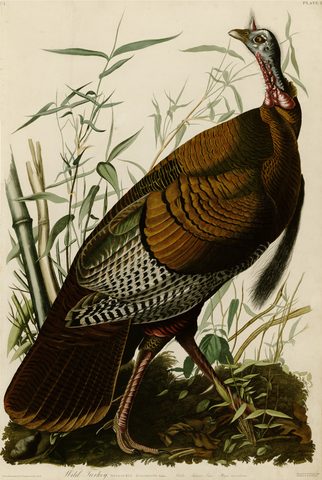 Wild Turkey by John James Audubon, 1827–1838, framed print