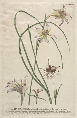 Lilio-Gladiolus, Plantae Selectae, Plate 39 by Georg Dionysius Ehret, published 1750–73, framed print