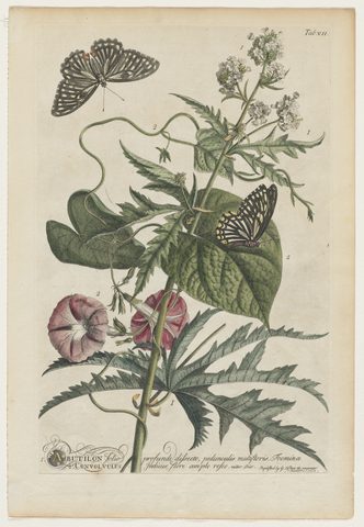 Plantae et Papiliones Rariores, Plate 7 by Georg Dionysius Ehret, 1748, framed print