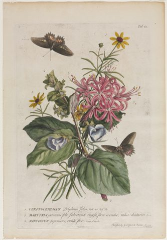 Plantae et Papiliones Rariores, Plate 9 by Georg Dionysius Ehret, 1749, framed print