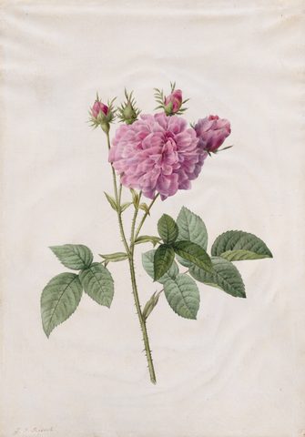 Agatha Rose (Rosa Gallica Agatha) by Henri Joseph Redouté, 1817–1824, framed print