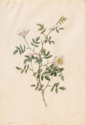 Brier Bush Rose or Dog Rose (Rosa Sepium Rosea) by Pierre-Joseph Redouté, 1817–24, framed print
