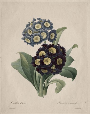 Primula auricula by Henri Joseph Redouté, 1827, framed print