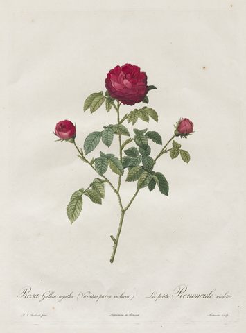 Provence or French Rose by Henri Joseph Redouté, 1817–1824, framed print