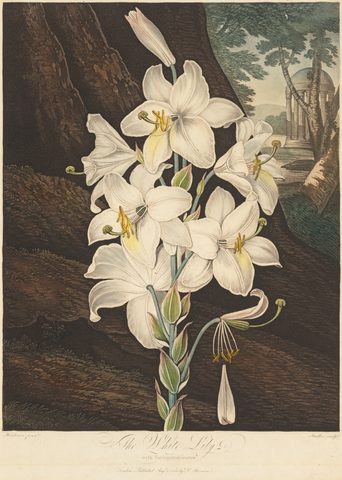 White Lily with Variegated Leaves, from The Temple of Flora by Joseph Constantine Stadler, published August 1, 1800, framed print