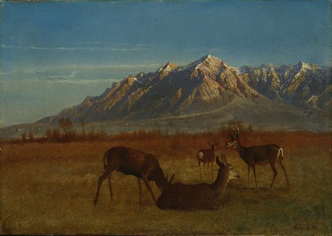 Deer in Mountain Home by Albert Bierstadt — large framed print