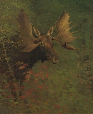 Study of a Moose by Albert Bierstadt — large framed print