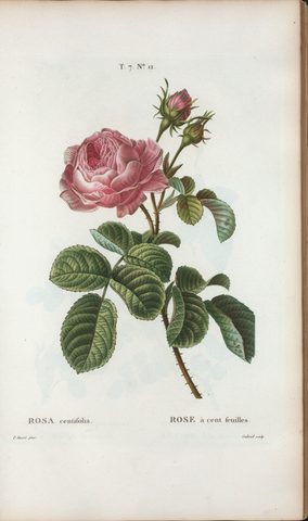 Rosa centifolia (Cabbage Rose) by after Pierre-Joseph Redouté, 1800–1819, framed print