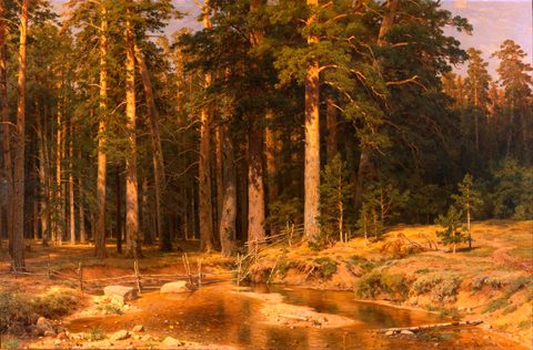 Mast-Tree Grove by Ivan Shishkin — large framed print